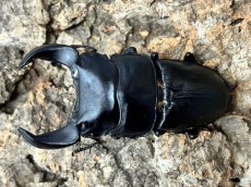 画像2: HOPEI(オオクワガタ原名亜種) 中国 福建省旧北峰産 ペア　※♂左右顎先欠け （累代CBF1 ♂71mm［顎幅6.3mm］ 2026/2   ♀44mm 2026/2） (2)