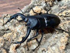 画像1: アマミノコギリクワガタ　奄美大島 笠利町産 ペア(累代CB ♂68mm 2026/7 ♀40mm 2026/6) (1)