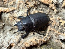 画像3: アマミノコギリクワガタ　奄美大島 笠利町産 ペア(累代CB ♂68mm 2026/7 ♀40mm 2026/6) (3)