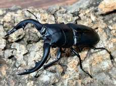 画像1: アマミノコギリクワガタ　奄美大島 笠利町産 ペア(累代CB ♂69mm 2026/7 ♀42mm 2026/6) (1)