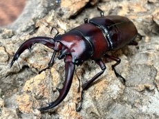 画像1: トカラノコギリクワガタ　トカラ列島 悪石島産 ペア(累代CB ♂62mm 2026/7  ♀35mm 2026/7)　 (1)