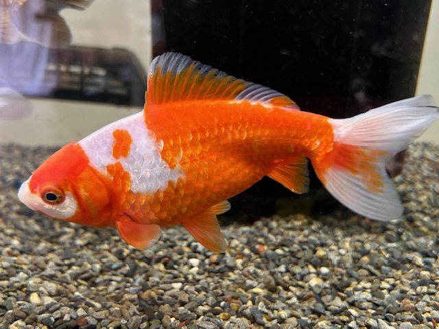 金魚 トサキン 赤勝更紗 13cm