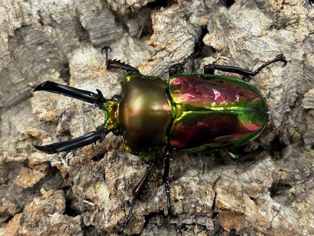 Amazon | （昆虫）ニジイロクワガタ クィーンズランド産 成虫 ５０～５４ｍｍ（１ペア） 北海道・九州航空便要保温 | charm(チャーム)  | 昆虫 通販