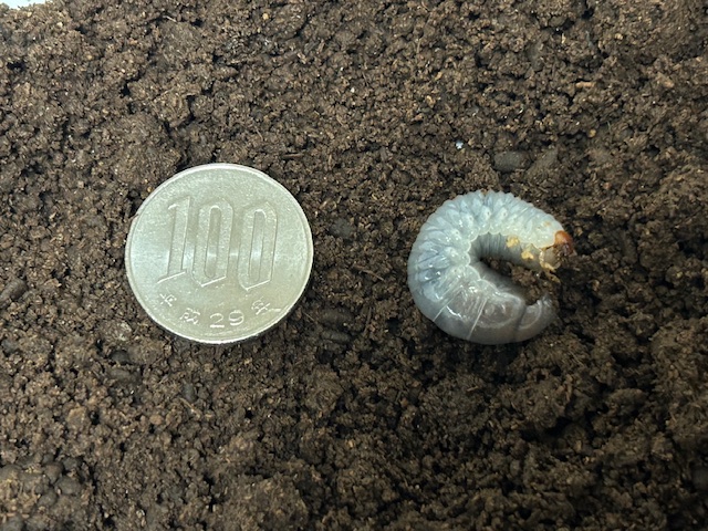 メキシコ産ゾウカブト 122mmメキシコでは特大