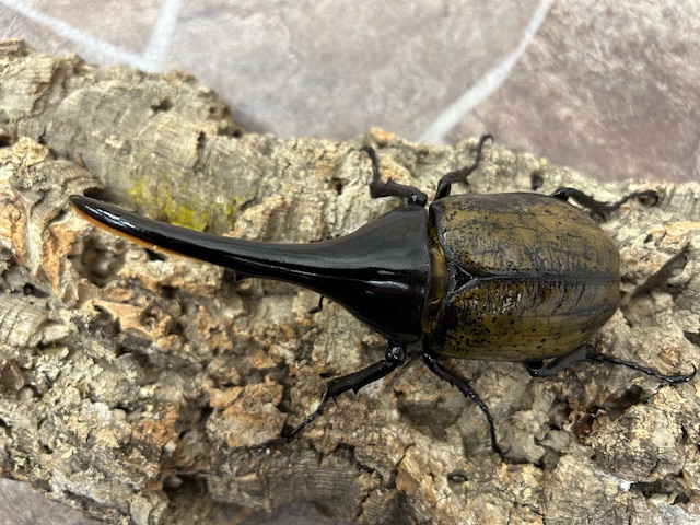 DH.ヘラクレス128ミリペア 引き取り限定Panasonic製ACサーボモーター