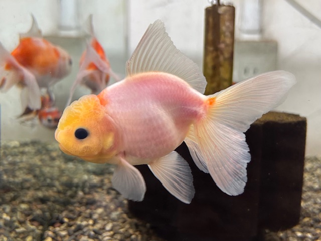 高頭桜東錦（後藤）M ±7cm - ペットショップCOLORS