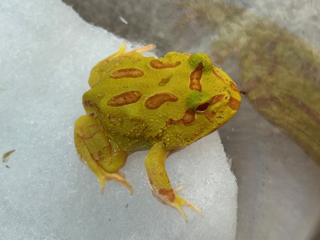 クラウンウェルツノガエル ベビー（アルビノ）CB