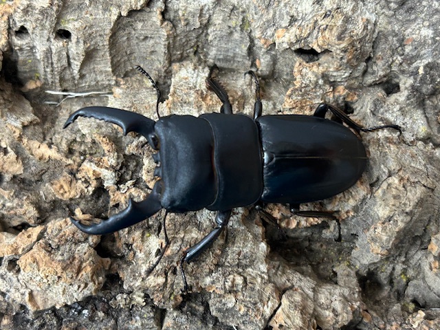 本土ヒラタクワガタ　奈良県生駒郡産　ペア（累代WD♂56ｍｍ ♀31mm ）