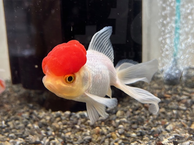 高頭丹頂・3才（飯田産）±9cm