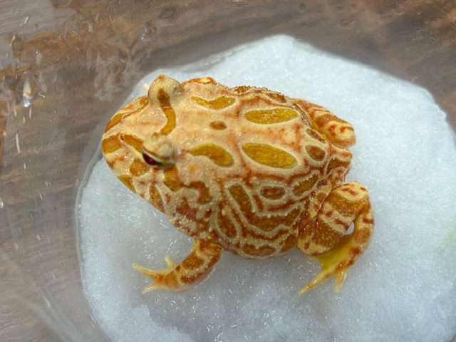 クラウンウェルツノガエル （ストロベリー）CB