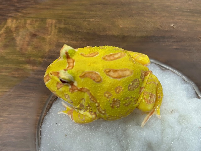 クラウンウェルツノガエル （アルビノ）CB