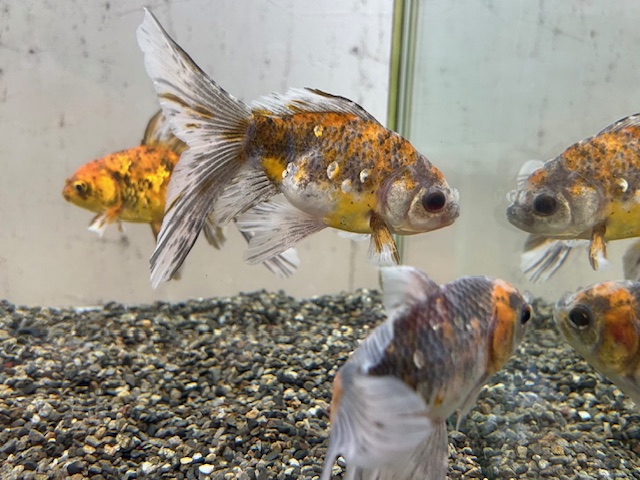 画像4: ブリストル朱文金(中国産)±12cm (4)