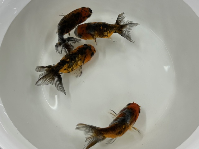 墨錦 （深見養魚場産） ±6cm