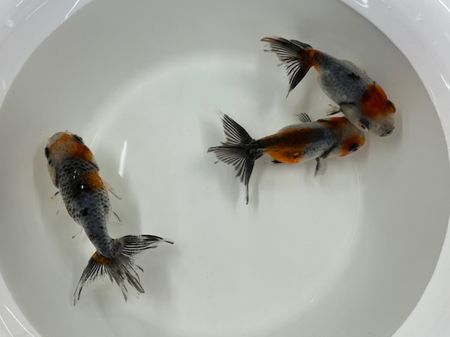 画像3: 江戸錦(深見養魚場産)±8cm (3)