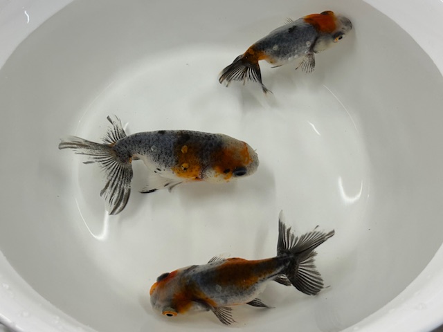 画像2: 江戸錦(深見養魚場産)±8cm (2)