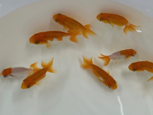 宇野系らんちゅう（埼玉産）±4cm