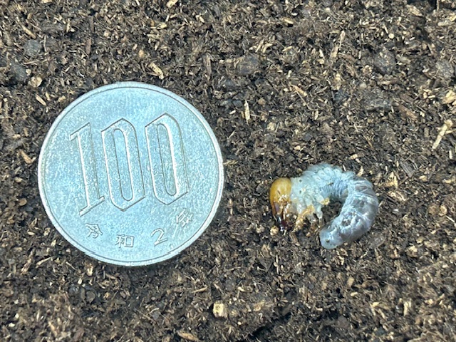 画像2: アマミノコギリクワガタ 幼虫 奄美大島笠利町産 (累代WF1 2025/10月割出し) (2)
