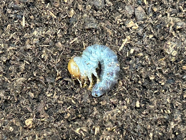 アマミノコギリクワガタ 幼虫　奄美大島笠利町産　（累代WF1 2025/10月割出し）