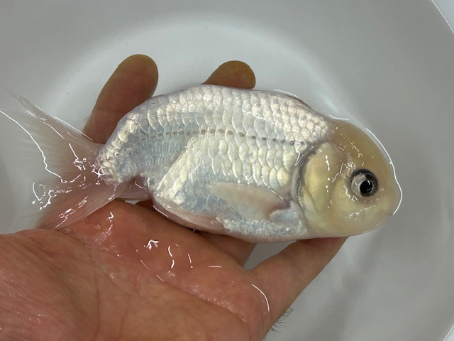 画像3: 3才 白らんちゅう (深見)±14cm (3)