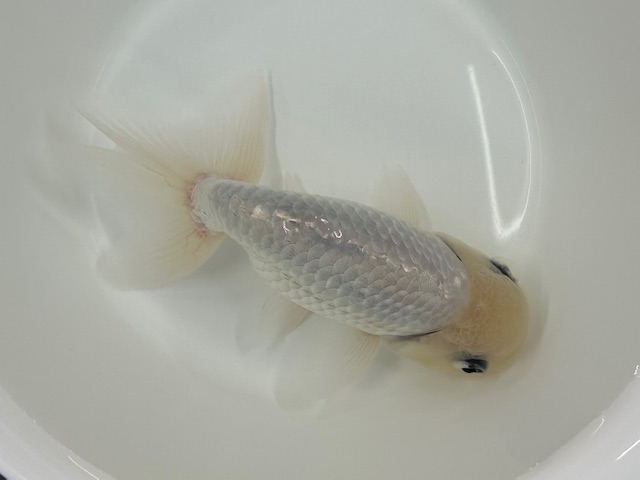 画像2: 3才 白らんちゅう (深見)±14cm (2)