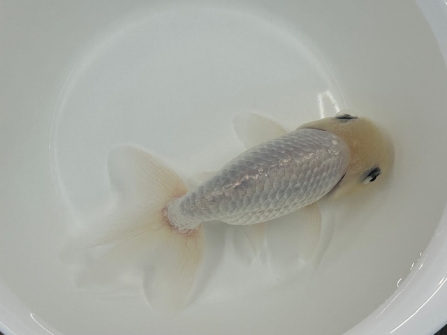 画像1: 3才 白らんちゅう (深見)±14cm (1)