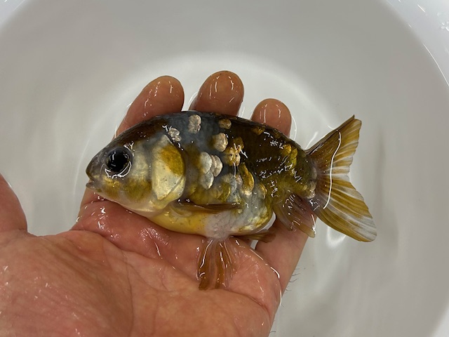 画像3: 3歳 変わり江戸錦(加藤)±8cm (3)